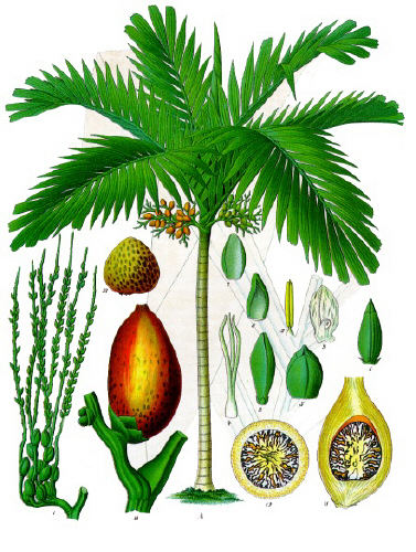 Areca Nut Wikipedia